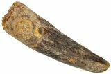 Fossil Spinosaurus Tooth - Real Dinosaur Tooth #310873-1